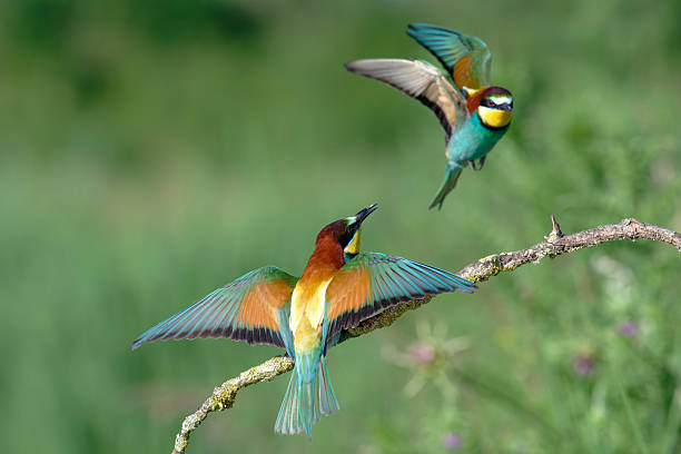 istock European bee-eaters (Merops apiaster) 2216849714