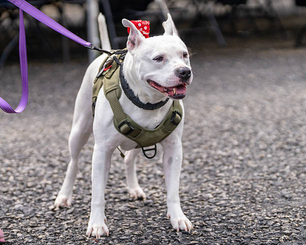 istock White pitbull mix breed dog in a green harness 2216849929