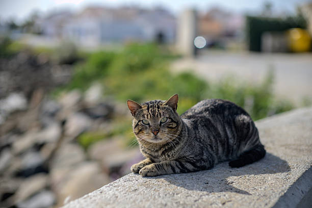 istock Stray cat lounging by the waterfront in Isla del Moral, Ayamonte 2216852123