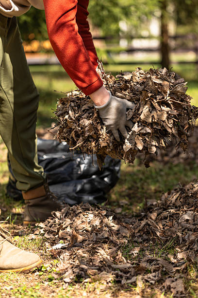 istock Raking fallen leaves with rakes. 2216852556