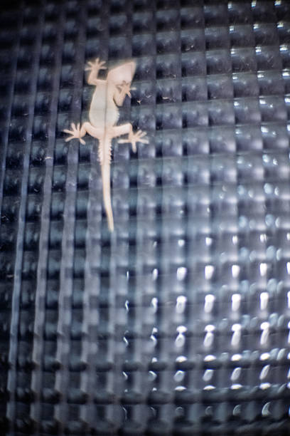 A small gecko is seen climbing the frosted glass of a window in Spain, showcasing its delicate limbs against the smooth texture.