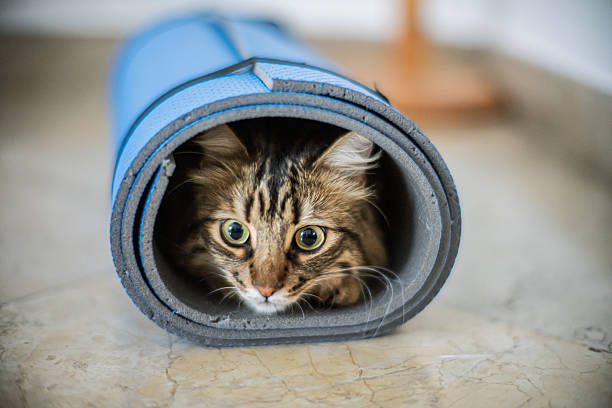 istock Curious cat peeks out from yoga mat in a cozy indoor space 2216852909