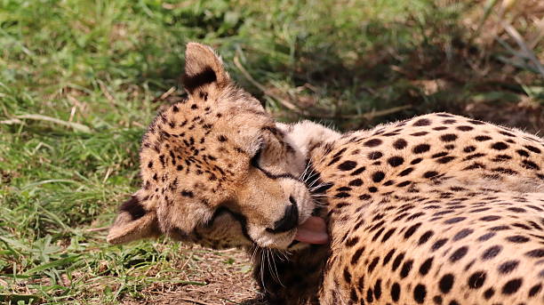 istock African Cheetah portrait in a zoo 2216853267