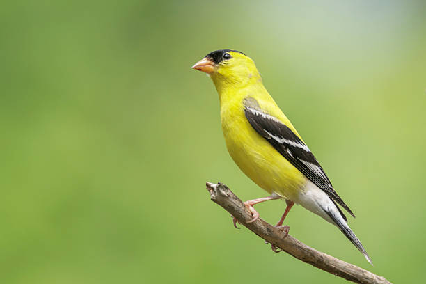 American Goldfinch perched at bird feeder