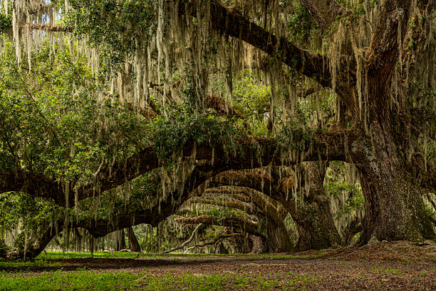 istock Live oak tree lined entrance to a plantation 2216854560