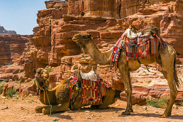 istock Camels waiting to carry tourists into Petra 2216854564