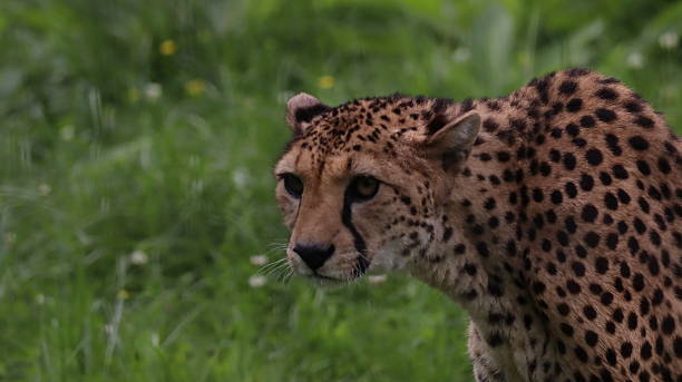 istock African Cheetah portrait in a zoo 2216854584