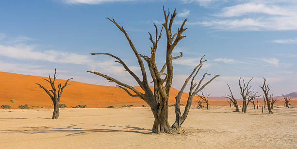 istock Camelthorn Trees in Deadvlei 2216855203
