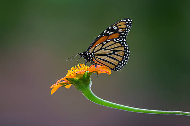 istock A monarch butterfly feeding on a Mexican sunflower 2216855270