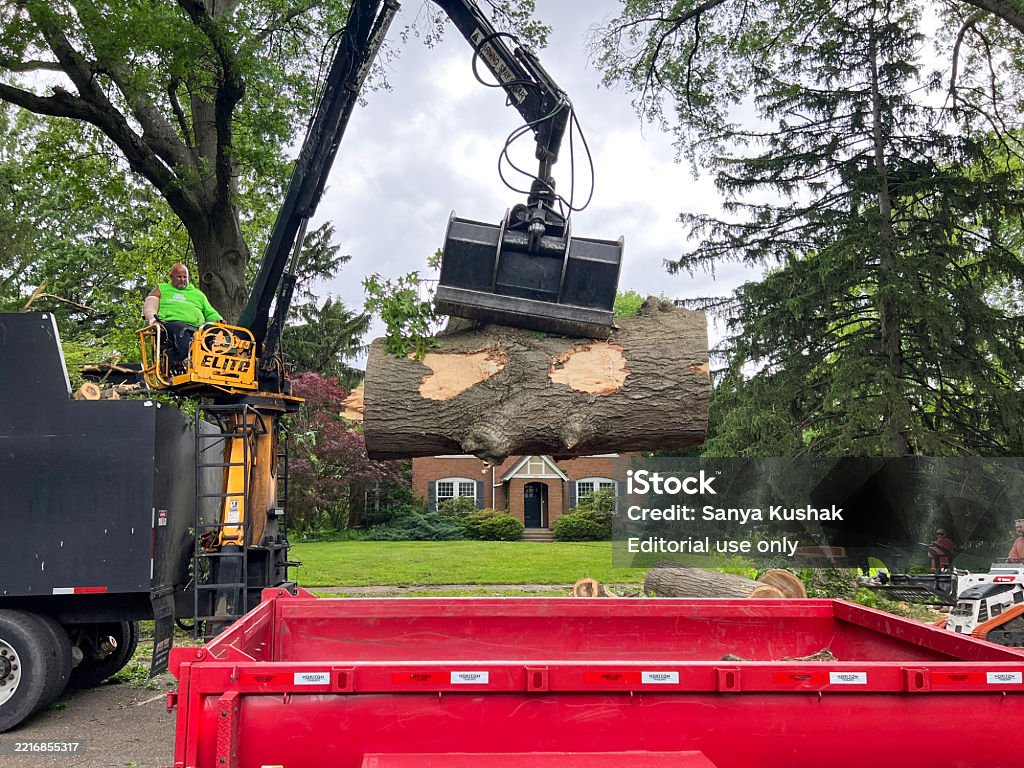 Falling Tree Removal Work Crews Removing A Fallen Tree Following Severe Storms Stock Photo ...