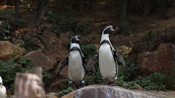 istock Penguin portrait in a zoo 2216855491