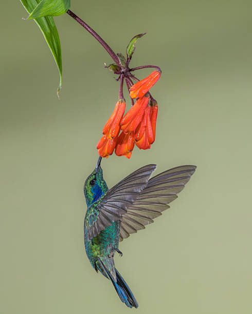 istock Hummingbird feeding on a red flower 2216855575