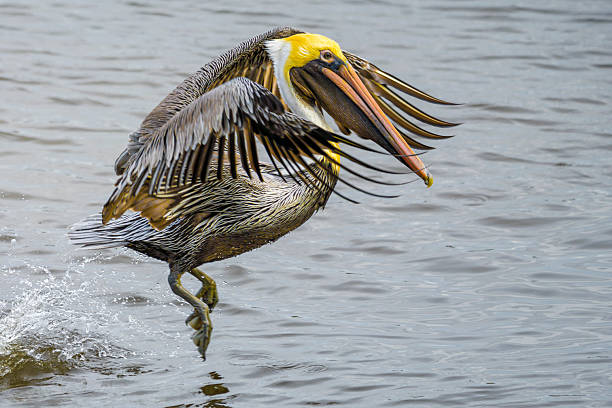 istock A brown pelican taking off 2216855576