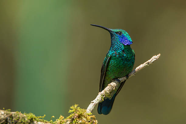 istock A lesser violetear hummingbird perched on a tree branch 2216855620