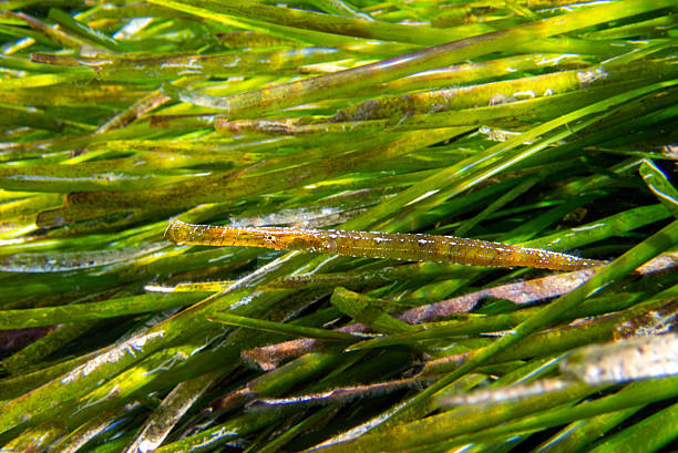 istock Broadnosed pipefish - Syngnathus typhle 2216858737