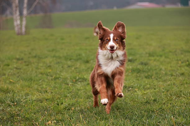 istock A brown and white dog is running through a field 2216858780