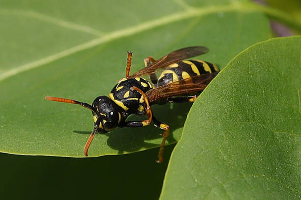 istock Poliste gaulois (Polistes dominula) 2216859360