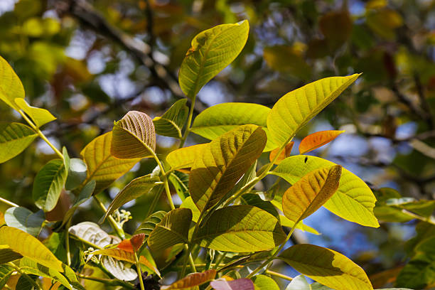 A cluster of beautiful, fresh leaves in a forest in springtime