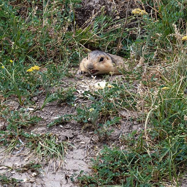 istock Smiling a relict ground squirrel, or Tien Shan ground squirrel (Spermophilus relictus) 2216861784