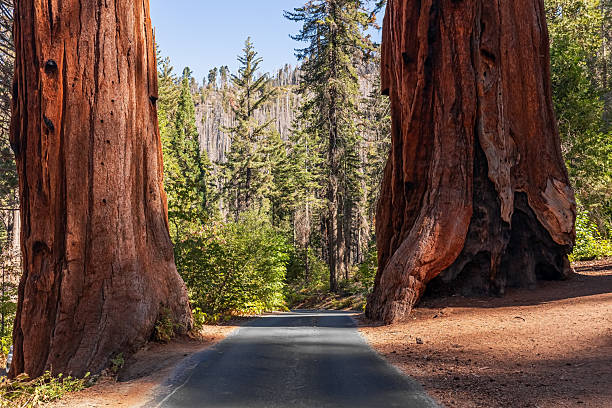 istock Asphalt road in the park 2216863132