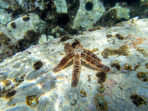 istock Coscinasterias tenuispina - Blue spiny starfish 2216863929