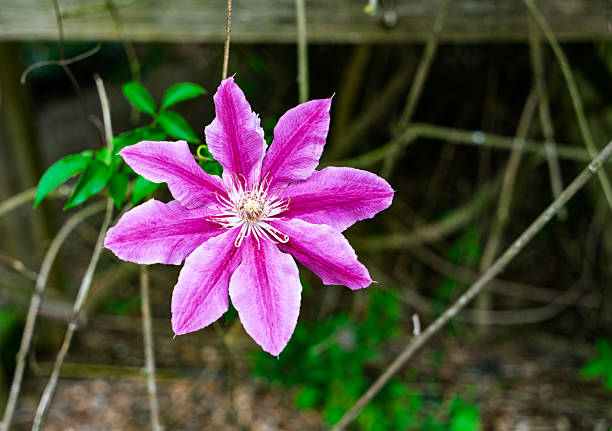 A close-up photo of a pastel pink flower in Washington State.