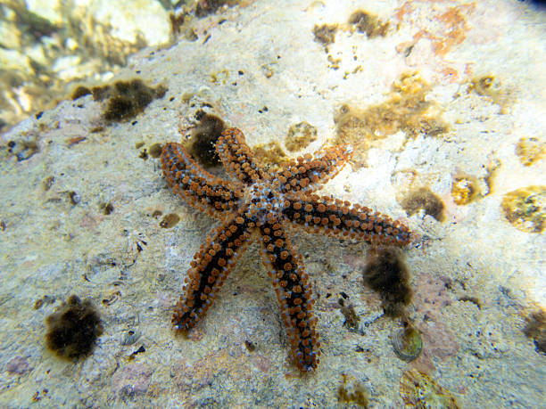 istock Coscinasterias tenuispina - Blue spiny starfish 2216863932