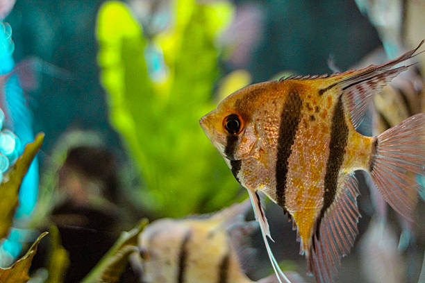 istock A Fish in an Aquarium... 2216867358