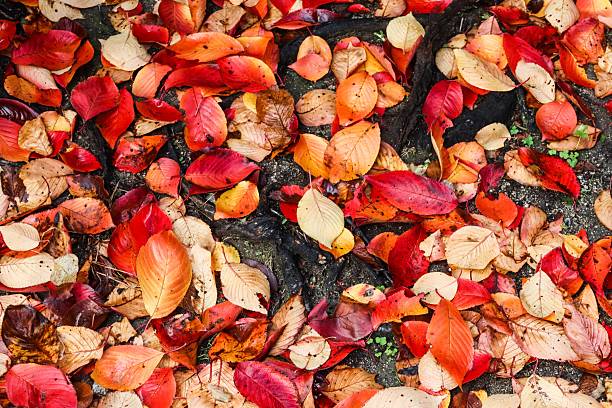 a vibrant array of wet fallen leaves covering the ground. The leaves display a rich palette of reds, oranges, and yellows, reflecting the beauty of autumn