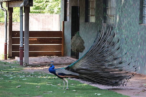 istock Beautiful male peacock 2216868970