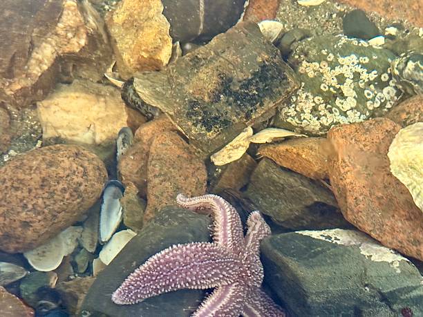 istock Tidal Pools at Low Tide along the New England Coastline 2216868987