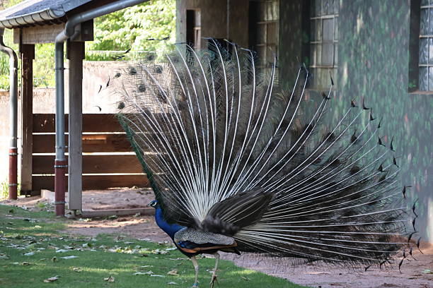 istock Beautiful male peacock 2216869020