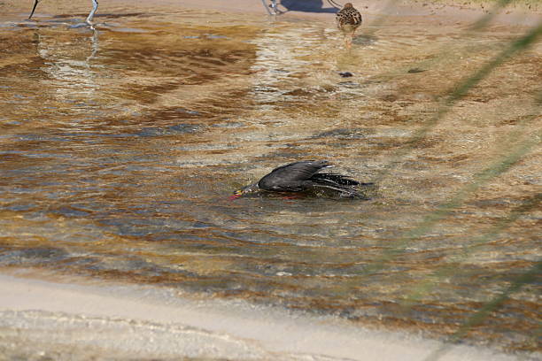Larosterna inca drinking, flying and relaxing around water.
