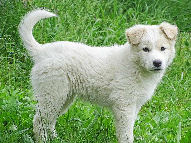 istock White dog in the grass 2216869523