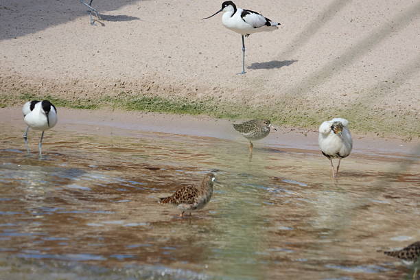 Multiple birds living their life at the beach