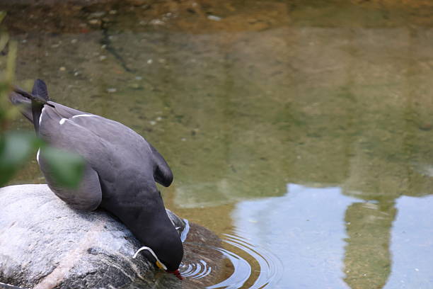 Larosterna inca drinking, flying and relaxing around water.