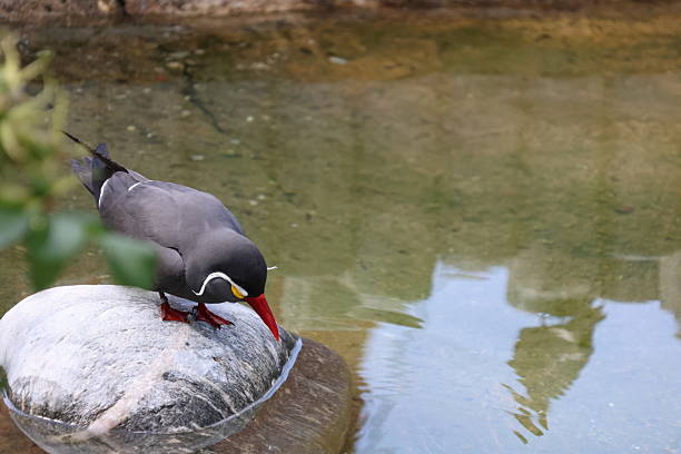 Larosterna inca drinking, flying and relaxing around water.