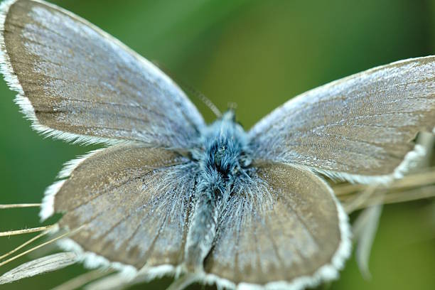 istock A blue butterfly with outstretched wings. Insects in nature. 2216873833