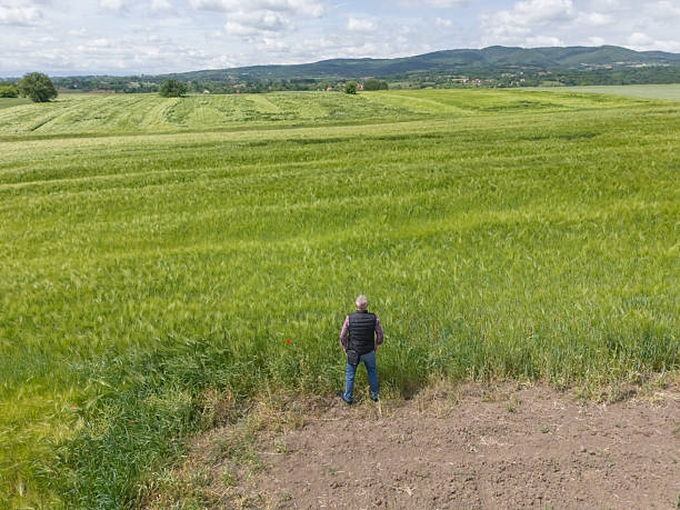 Farmer at his green growing wheat fields on late springtime day inspecting crops