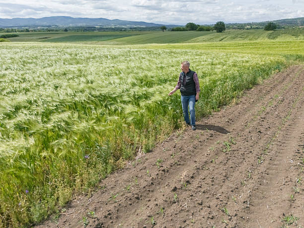 istock Growing wheat agricultural field springtime 2216874548