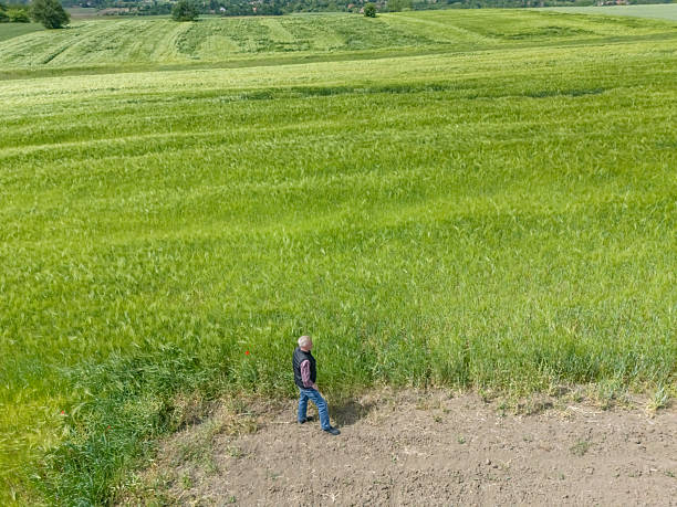 Farmer at his green growing wheat fields on late springtime day inspecting crops