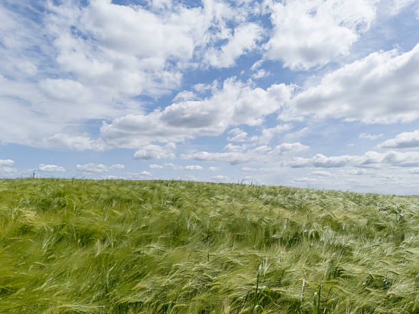 Green growing wheat fields on late springtime day