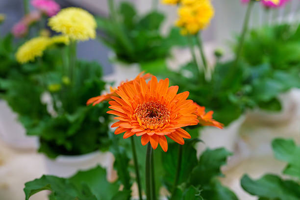 Harmony of Bright Gerbera Colors and Greenery