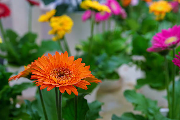 Harmony of Bright Gerbera Colors and Greenery