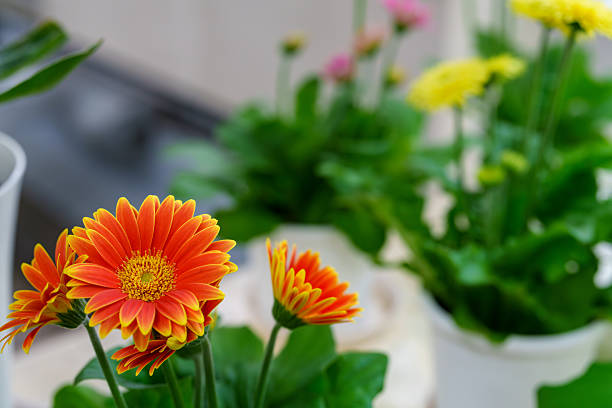 istock Harmony of Bright Gerbera Colors and Greenery 2216875898