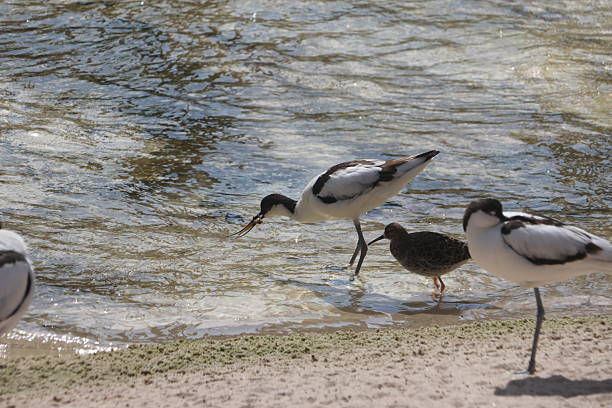 Cute birdies living their life at the beach.