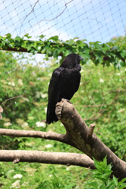 istock Common raven portrait 2216877716