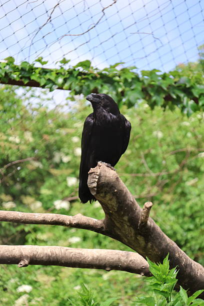 istock Common raven portrait 2216877728