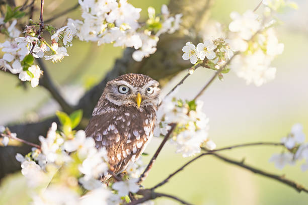 istock Little owl is looking at the camera sitting on blossoming tree. 2216877944