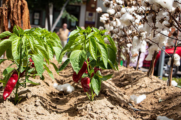 Verato peppers are varieties